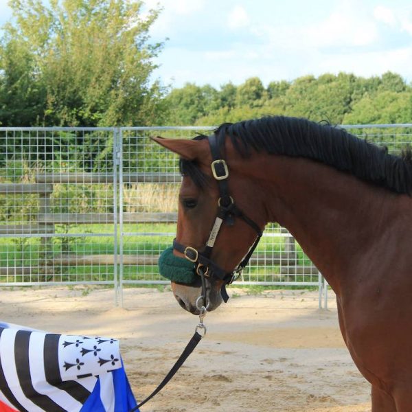 éducation du cheval et débourrage
